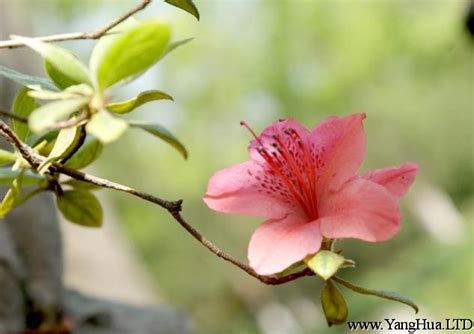 杜鵑花中毒怎麼辦